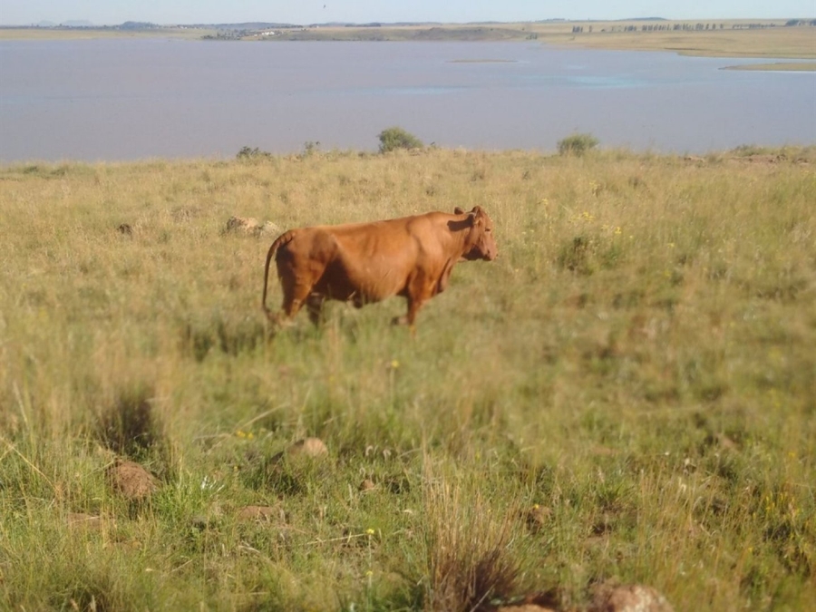 Commercial Property for Sale in Ladybrand Free State